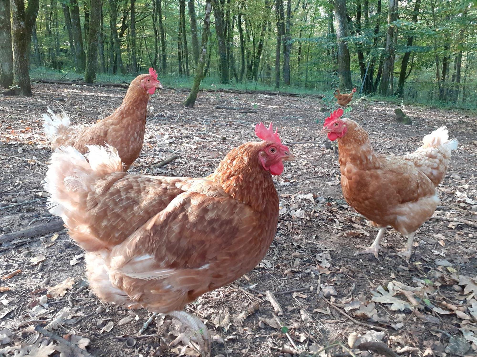 La Cabane De L'Oiseau Couze-et-Saint-Front Buitenkant foto